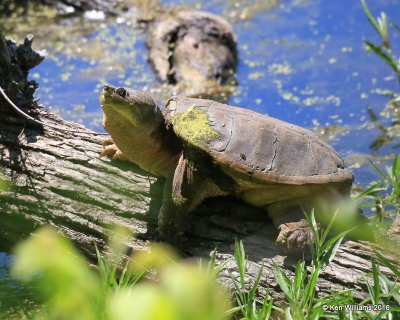 Common Snapping Turtle, Mohawk Park, Tulsa, OK, 5-3-16, Jpa_52162.jpg