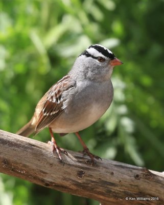 White-crowned Sparrow, Rogers Co yard, OK, 4-27-16, Jpa_50563.jpg