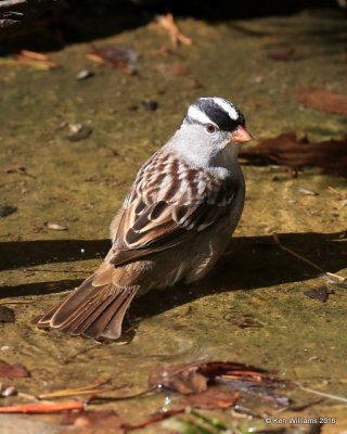 White-crowned Sparrow, Rogers Co yard, OK, 4-29-16, Jpa_51397.jpg