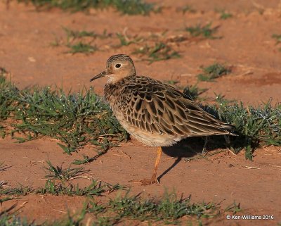 Buff-breasted Sandpiper, Tulsa Co, OK, 5-13-16, Jpa_53638.jpg
