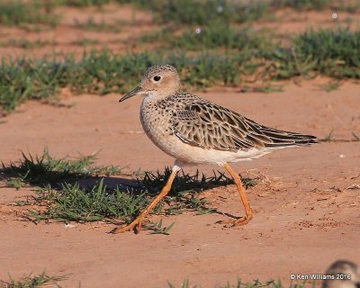 Buff-breasted Sandpiper, Tulsa Co, OK, 5-13-16, Jpa_53854.jpg