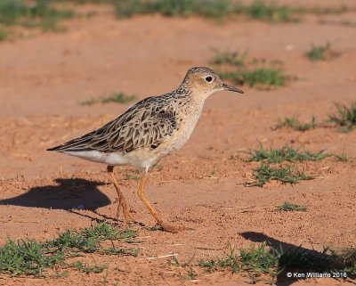 Buff-breasted Sandpiper, Tulsa Co, OK, 5-13-16, Jpa_53983.jpg