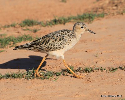 Buff-breasted Sandpiper, Tulsa Co, OK, 5-13-16, Jpa_53994.jpg