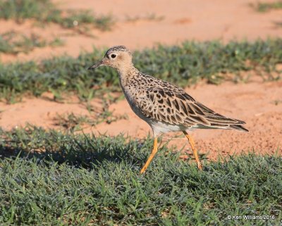Buff-breasted Sandpiper, Tulsa Co, OK, 5-13-16, Jpa_53999.jpg