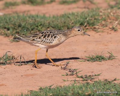 Buff-breasted Sandpiper, Tulsa Co, OK, 5-13-16, Jpa_54321.jpg