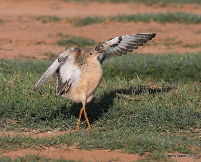 Buff-breasted Sandpiper struting front view, Tulsa Co, OK, 5-13-16, Jpa_53887.jpg