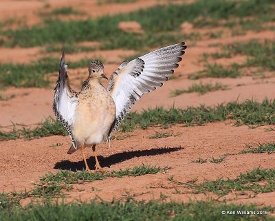 Buff-breasted Sandpiper struting front view, Tulsa Co, OK, 5-13-16, Jpa_54269.jpg