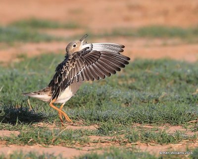 Buff-breasted Sandpiper struting with head up, Tulsa Co, OK, 5-13-16, Jpa_53828.jpg