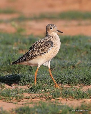 Buff-breasted Sandpiper post strut, Tulsa Co, OK, 5-13-16, Jpa_53830.jpg