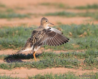 Buff-breasted Sandpiper struting, Tulsa Co, OK, 5-13-16, Jpa_53820.jpg