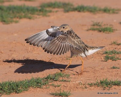 Buff-breasted Sandpiper struting, Tulsa Co, OK, 5-13-16, Jpa_53977.jpg