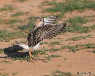 Buff-breasted Sandpiper struting, Tulsa Co, OK, 5-13-16, Jpa_54040.jpg