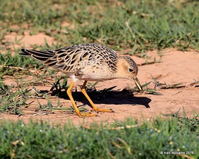 Buff-breasted Sandpiper feeding, Tulsa Co, OK, 5-13-16, Jpa_54193.jpg