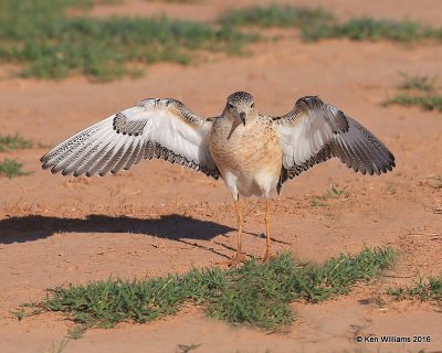 Buff-breasted Sandpiper struting front view, Tulsa Co, OK, 5-13-16, Jpa_53981.jpg