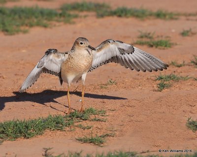 Buff-breasted Sandpiper struting front view, Tulsa Co, OK, 5-13-16, Jpa_53982.jpg