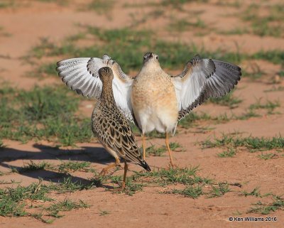 Buff-breasted Sandpiper struting front view, Tulsa Co, OK, 5-13-16, Jpa_54058.jpg