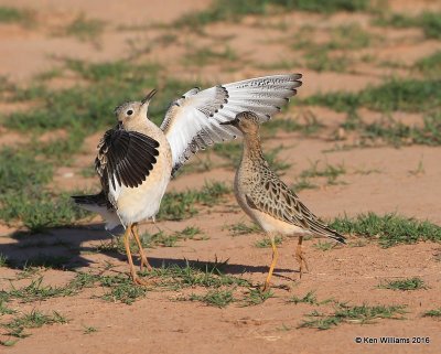 Buff-breasted Sandpiper struting with head up, Tulsa Co, OK, 5-13-16, Jpa_54052.jpg