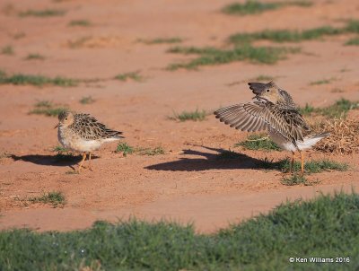 Buff-breasted Sandpiper struting, Tulsa Co, OK, 5-13-16, Jpa_53962.jpg