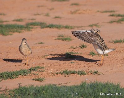 Buff-breasted Sandpiper struting, Tulsa Co, OK, 5-13-16, Jpa_53972.jpg
