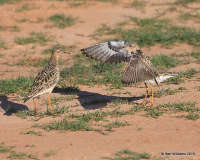 Buff-breasted Sandpiper struting, Tulsa Co, OK, 5-13-16, Jpa_54067.jpg