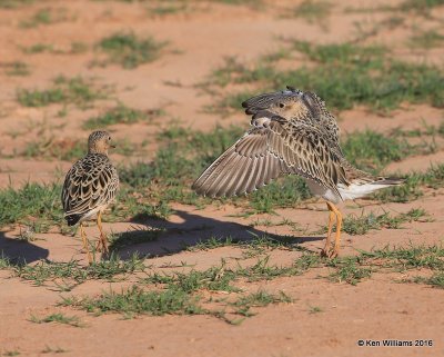 Buff-breasted Sandpiper struting, Tulsa Co, OK, 5-13-16, Jpa_54068.jpg
