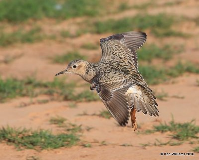 Buff-breasted Sandpiper Tulsa Co OK 5-13-16 Jpa_54034.jpg