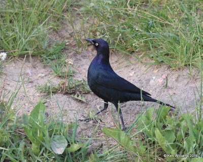 Brewer's Blackbird male, Rocky Mt. NP, CO, 6_14_2016_Jpa_19055.jpg