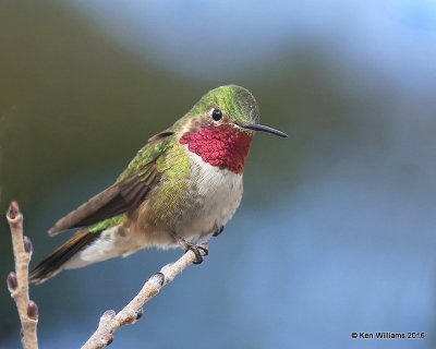 :Broad-tailed Hummingbird: