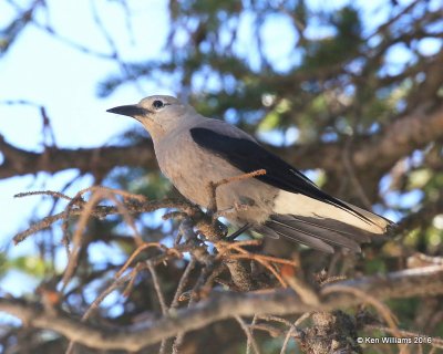 Clark's Nutcracker, Rocky Mt NP, CO, 6_15_16_Jpa_19465.jpg