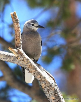 Clark's Nutcracker, Rocky Mt NP, CO, 6_15_16_Jpa_19518.jpg