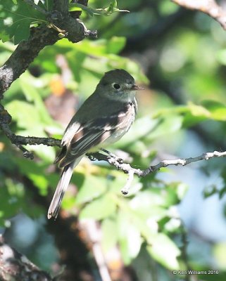 Cordilleran Flycatcher, N. of Gunnison, CO, 6_18_2016_Jpa_20655.jpg