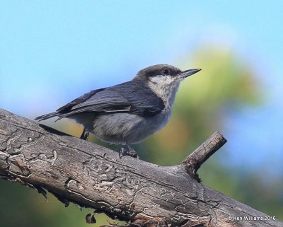 Pygmy Nuthatch, Rocky Mt NP, CO, 6_16_16_Jpa_20404.jpg