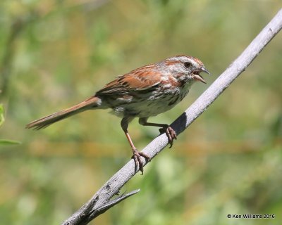 Song Sparrow, W. of Gunnison, CO, 6_18_2016_Jpa_20782.jpg