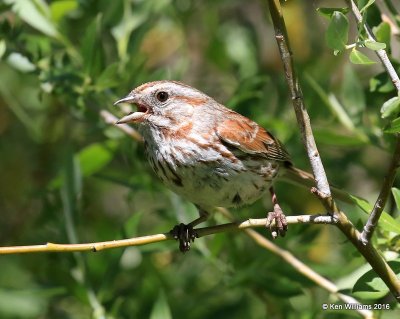 Song Sparrow, W. of Gunnison, CO, 6_18_2016_Jpa_20793.jpg