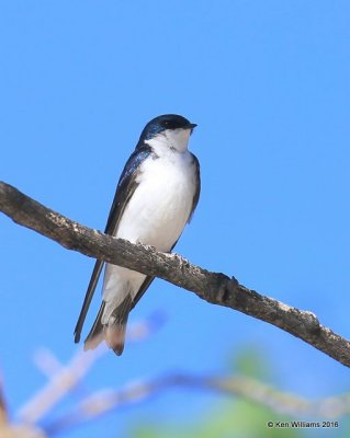 Tree Swallow, Rocky Mt NP,  6_16_2016_Jpa_19918.jpg