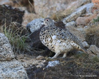 White-tailed Ptarmigan female, Rocky Mt. NP, CO, 6_14_2016_Jpa_18633.jpg