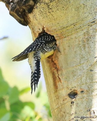 Williamson's Sapsucker female, Rocky Mt NP,  6_16_2016_Jpa_20169.jpg