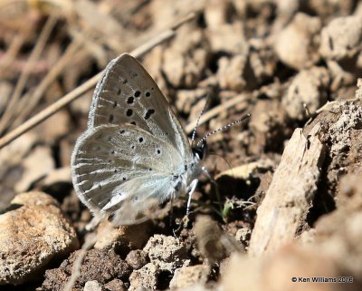 Boisduval's Blue, Plebejus icarioides, W. of Gunnison, CO, 6_18_2016_Jpa_20905.jpg