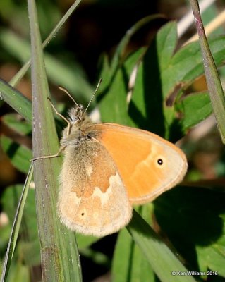 Common Ringlet, Coenonympha tullia, Rocky Mt. NP, CO, 6_15_2016_Jpa_19350.jpg