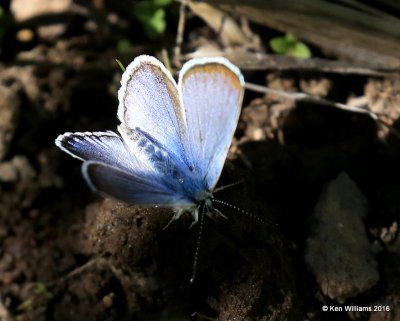 Rocky Mountain Dotted-Blue, Euphilotes ancilla, W. of Gunnison, CO, 6_18_2016_Jpa_20889.jpg