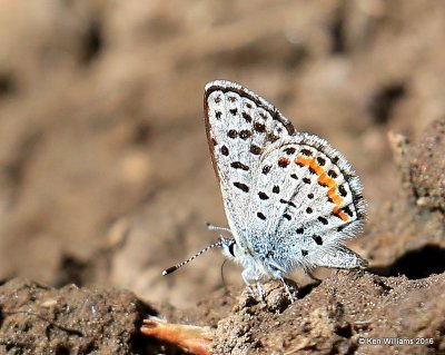 Rocky Mountain Dotted-Blue, Euphilotes ancilla, W. of Gunnison, CO, 6_18_2016_Jpa_20902.jpg