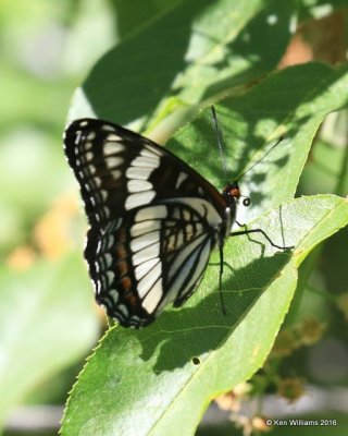 Weidemeyer's Admiral, Limenitis weidemeyerii, N. of Gunnison, CO, 6_18_2016_Jpa_20688.jpg