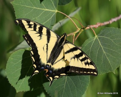 Western Tiger Swallowtail, Papilio rutulus, N. Delores CO, 6_20_2016_Jpa_21243.jpg