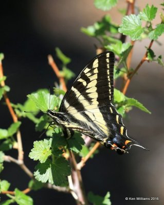 Western Tiger Swallowtail, Papilio rutulus, Rocky Mt NP,  6_16_2016_Jpa_20057.jpg