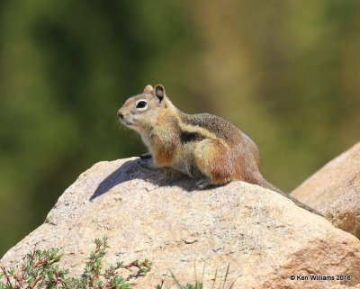 Golden-mantled Ground Squirrel,  Mt Evans, CO, 06_12_2016_Jpa_18060.jpg