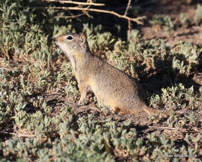 Richardson's Ground Squirrel, W. of Gunnison, CO, 6_18_2016_Jpa_20927.jpg