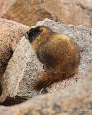 Yellow-bellied Marmot Mt Evans, CO, 06_12_2016_Jpa_18012.jpg