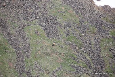 Elk and calf, Rocky Mt. NP, CO, 6_17_2016_Jp_20498.JPG