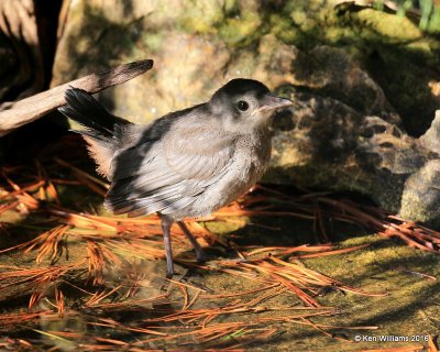 Gray Catbird fledgling, Rogers Co yard, OK, 7-5-2016_Jpa_56857.jpg