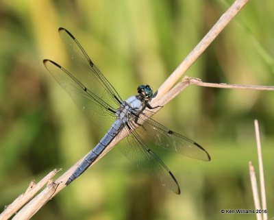 Great Blue Skimmer male, Libellula vibrans, Mohawk Park, Tulsa Co, OK, 6-26-16_Jpa_56724.jpg